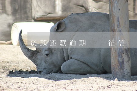 贷款还款逾期  征信